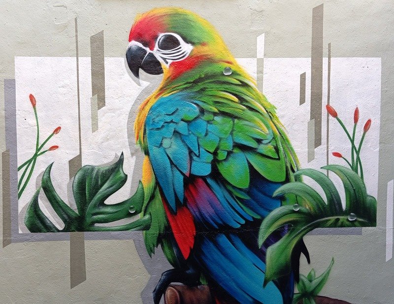 Graffiti béziers perroquet